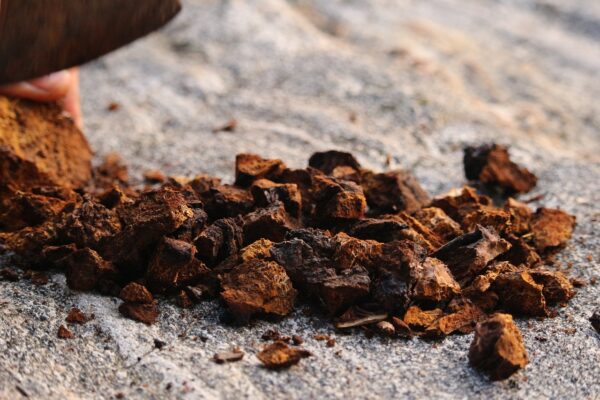 Chaga mushroom