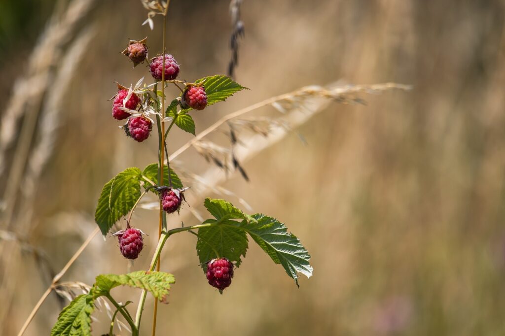 raspberry, raspberry bush, bush-7285625.jpg