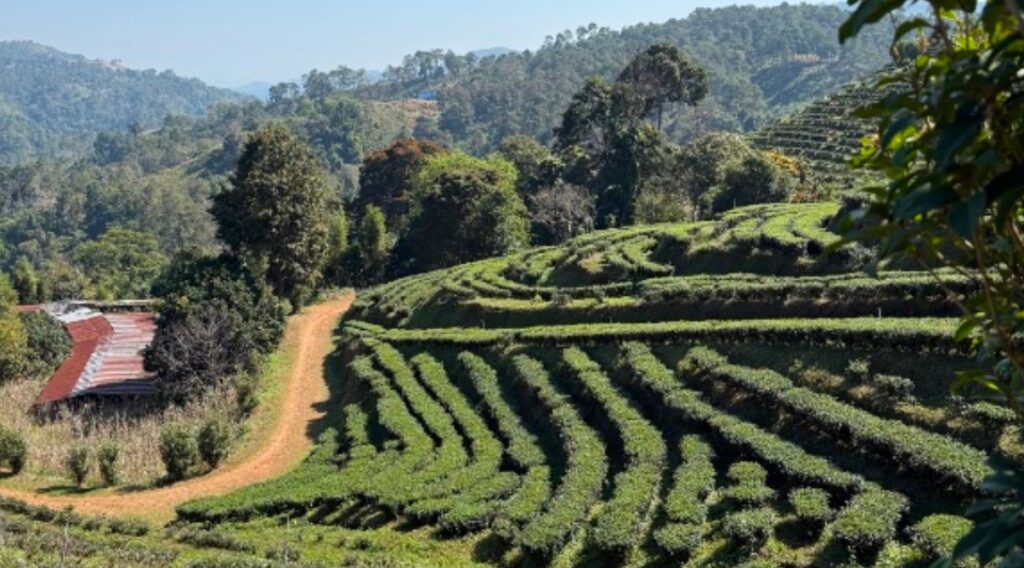 Doi Mae Salong Tea Plantation